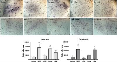 In silico prediction and biological assessment of novel angiogenesis modulators from traditional Chinese medicine